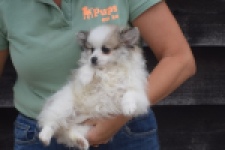 Keeshond (teef) 07126
