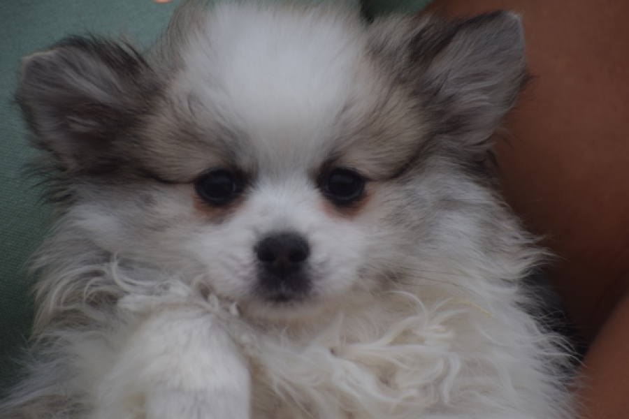 Keeshond (teef) 07126
