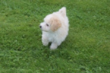 Maltipoo (reu) 29285