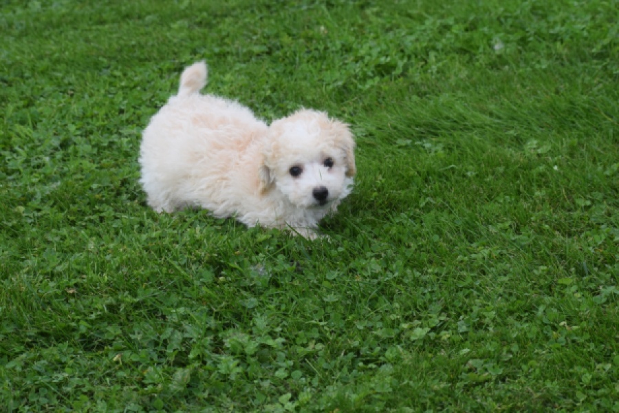 Maltipoo (reu) 29285