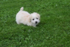 Maltipoo (reu) 29285