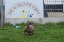 Poedel (teef) 04276
