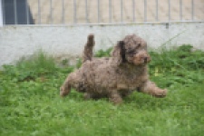 Poedel (teef) 04276