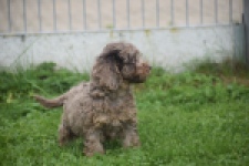 Poedel (teef) 04276