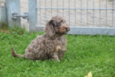 Poedel (teef) 04276