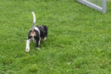 Cavalier King Charles Spaniel (reu) 03238
