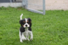 Cavalier King Charles Spaniel (reu) 03238