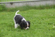 Cavalier King Charles Spaniel (reu) 03238