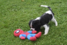 Cavalier King Charles Spaniel (reu) 03238