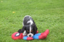 Cavalier King Charles Spaniel (reu) 03238