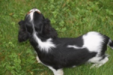 Cavalier King Charles Spaniel (reu) 03238