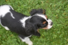 Cavalier King Charles Spaniel (reu) 03238