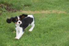 Cavalier King Charles Spaniel (reu) 03238