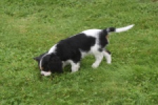 Cavalier King Charles Spaniel (reu) 03238