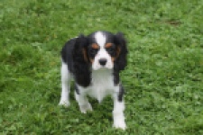 Cavalier King Charles Spaniel (reu) 04798