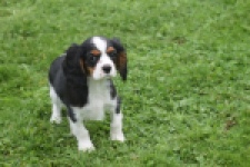 Cavalier King Charles Spaniel (reu) 04798