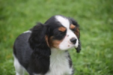 Cavalier King Charles Spaniel (reu) 04798