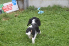 Cavalier King Charles Spaniel (reu) 04798