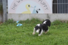 Cavalier King Charles Spaniel (reu) 04798