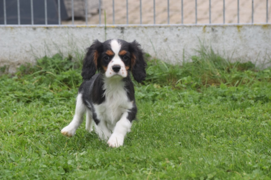 Cavalier King Charles Spaniel (reu) 04798