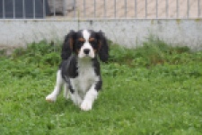 Cavalier King Charles Spaniel (reu) 04798