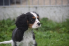 Cavalier King Charles Spaniel (reu) 04798