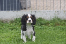Cavalier King Charles Spaniel (reu) 04798