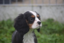 Cavalier King Charles Spaniel (reu) 04798