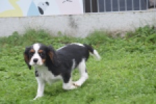 Cavalier King Charles Spaniel (reu) 04798