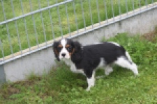 Cavalier King Charles Spaniel (reu) 04798