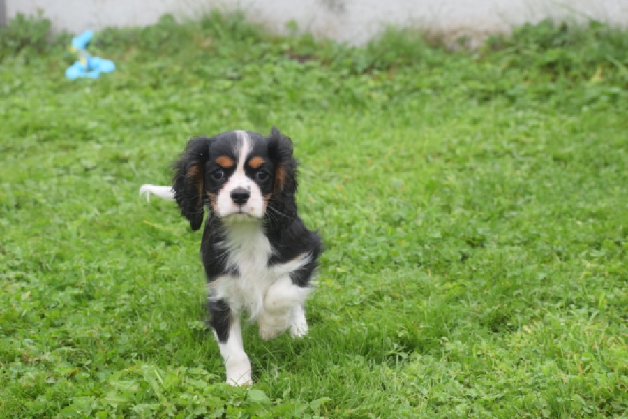 Cavalier King Charles Spaniel (reu) 03245