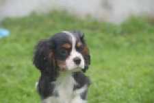 Cavalier King Charles Spaniel (reu) 03245