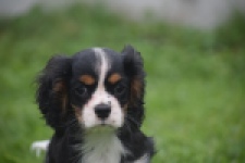 Cavalier King Charles Spaniel (reu) 03245