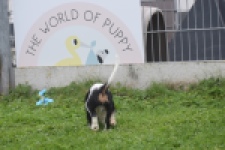 Cavalier King Charles Spaniel (reu) 03245