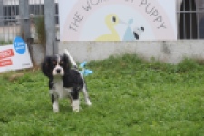 Cavalier King Charles Spaniel (reu) 03245