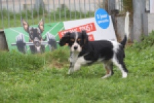 Cavalier King Charles Spaniel (reu) 03245