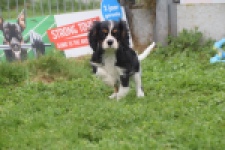 Cavalier King Charles Spaniel (reu) 03245