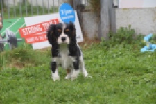 Cavalier King Charles Spaniel (reu) 03245