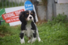 Cavalier King Charles Spaniel (reu) 03245