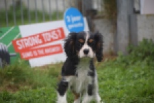 Cavalier King Charles Spaniel (reu) 03245