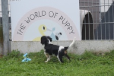 Cavalier King Charles Spaniel (reu) 03245