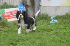 Cavalier King Charles Spaniel (reu) 03245