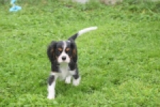Cavalier King Charles Spaniel (reu) 03245