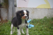 Cavalier King Charles Spaniel (reu) 48224