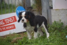 Cavalier King Charles Spaniel (reu) 48224
