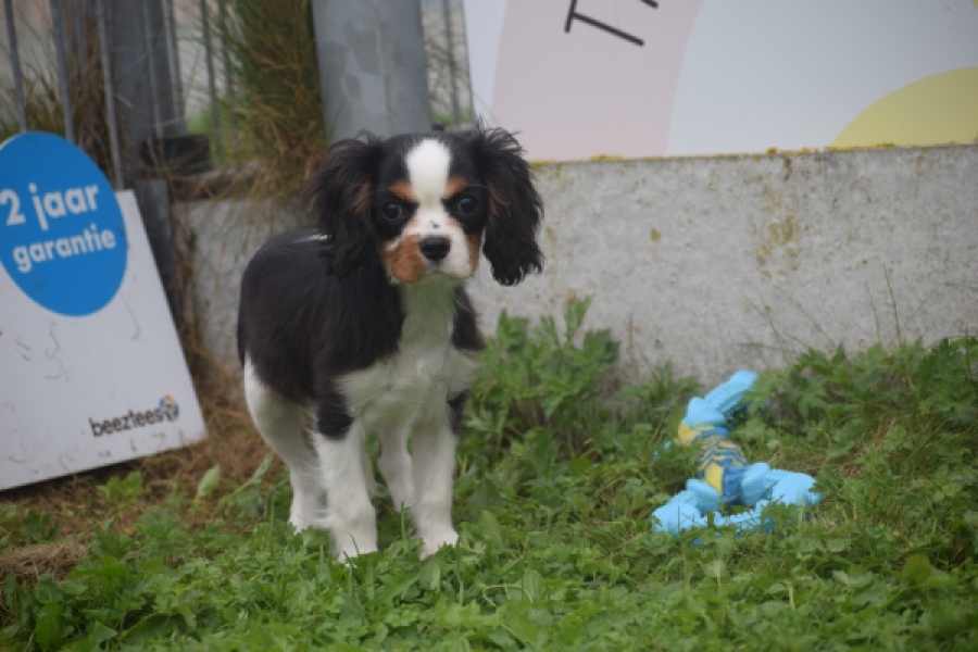 Cavalier King Charles Spaniel (reu) 48224