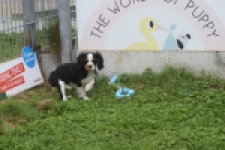 Cavalier King Charles Spaniel (reu) 48224