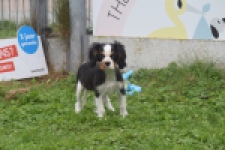 Cavalier King Charles Spaniel (reu) 48224