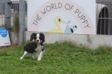 Cavalier King Charles Spaniel (reu) 48224