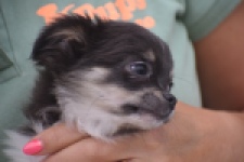 Chihuahua (reu) 03813